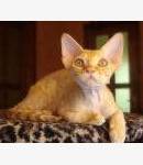 Devon Rex