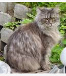 Maine Coon