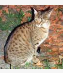 Ocicat