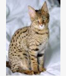 Savannah Savannahcat Katze