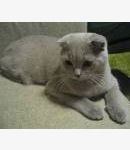 Scottish Fold