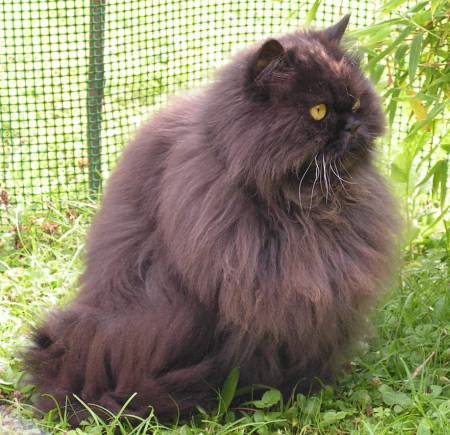 Perserkatze - Perser - Persian