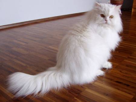 Perserkatze - Perser - Persian