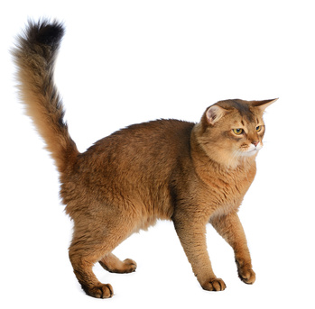 Somali - Somali Katze